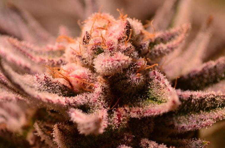 •WC×BBC • Lemonite•. Week 14