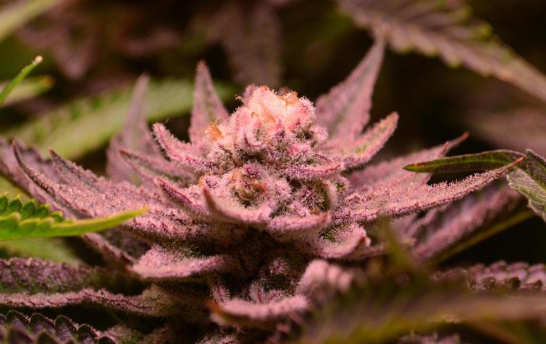 •WC×BBC • Lemonite•. Week 14