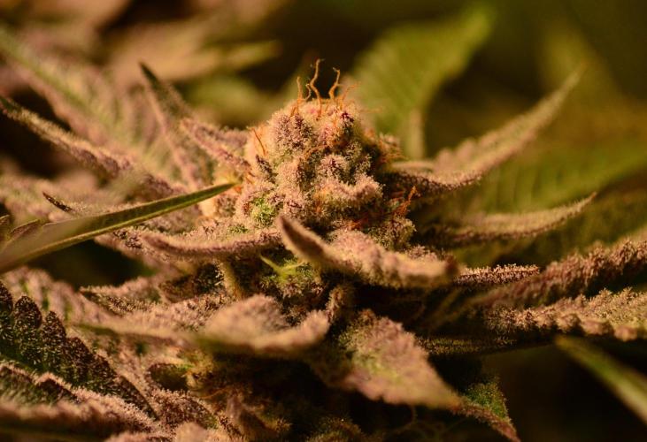 •WC×BBC • Lemonite•. Week 14