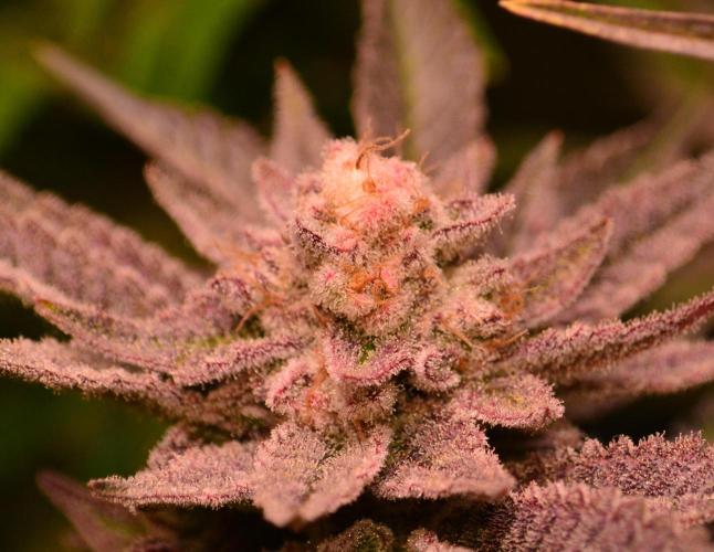 •WC×BBC • Lemonite•. Week 14