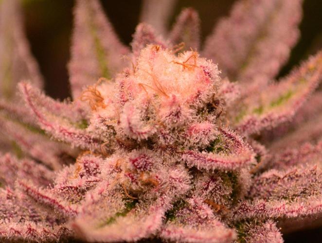 •WC×BBC • Lemonite•. Week 14