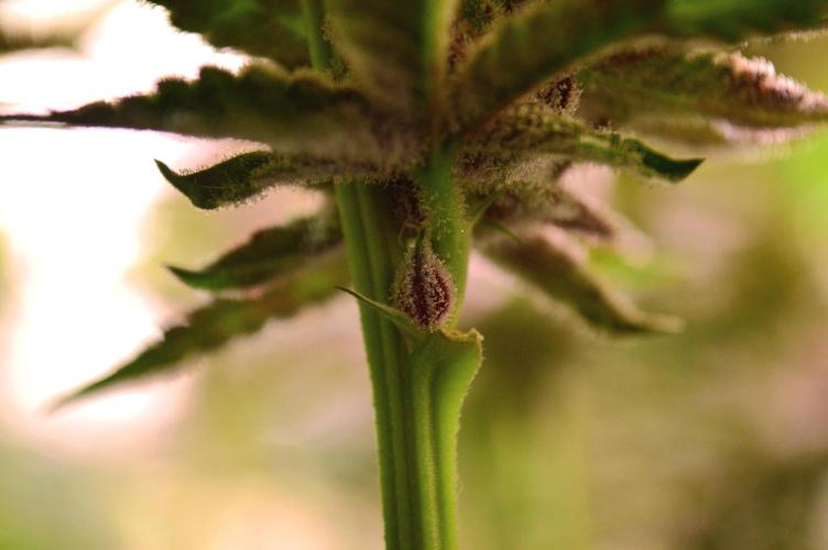 •WC×BBC • Lemonite•. Week 14