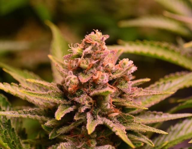 •WC×BBC • Lemonite•. Week 14 - D98/56F // Lemonite