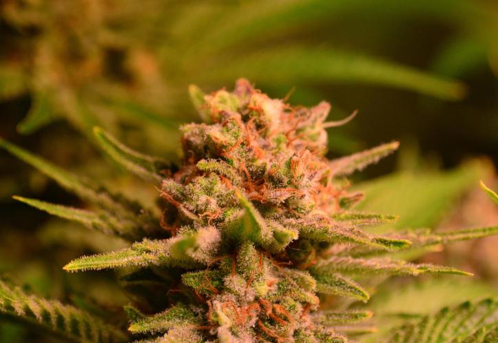 •WC×BBC • Lemonite•. Week 14