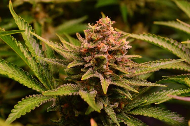 •WC×BBC • Lemonite•. Week 14