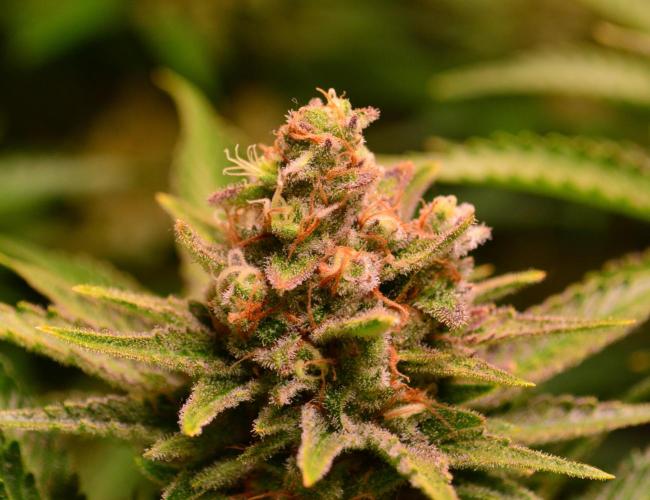 •WC×BBC • Lemonite•. Week 14