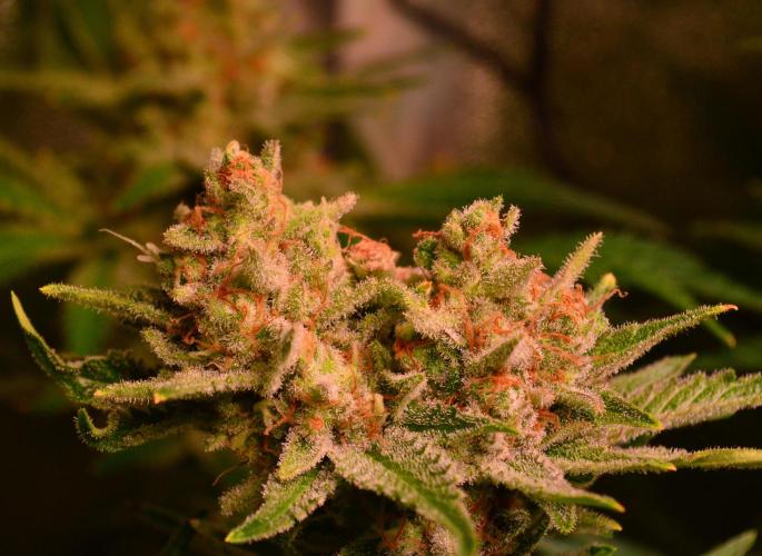 •WC×BBC • Lemonite•. Week 14