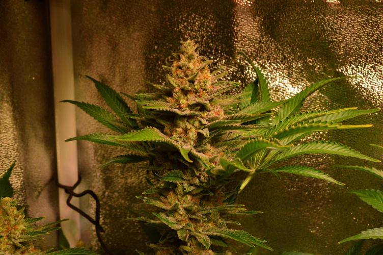 •WC×BBC • Lemonite•. Week 14