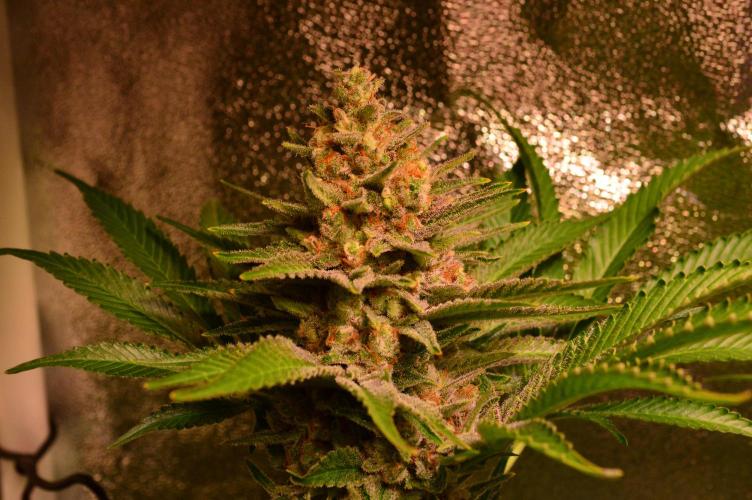 •WC×BBC • Lemonite•. Week 14