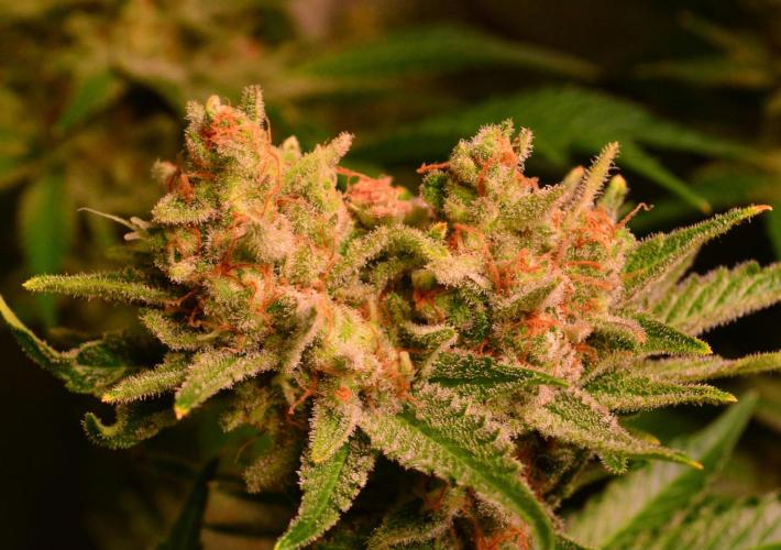 •WC×BBC • Lemonite•. Week 14