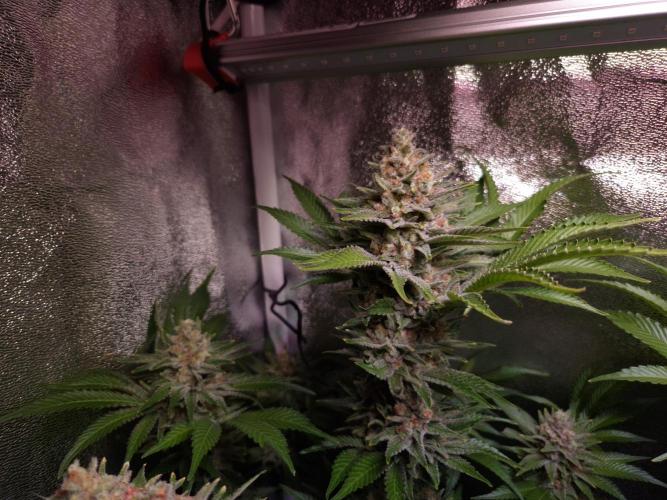 •WC×BBC • Lemonite•. Week 14