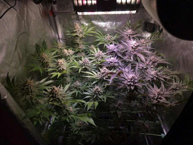 •WC×BBC • Lemonite•. Week 14 - D98/56F