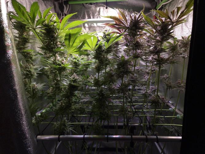 •WC×BBC • Lemonite•. Week 14