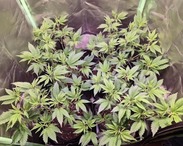 •LEMONITE • CLONES•. Week 6 - D39