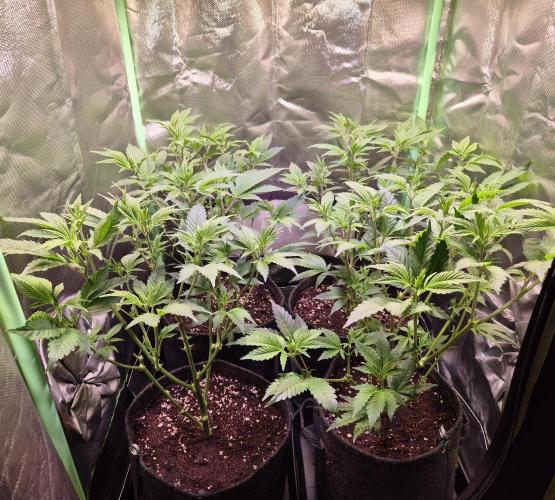 •LEMONITE • CLONES•. Week 6 - D39