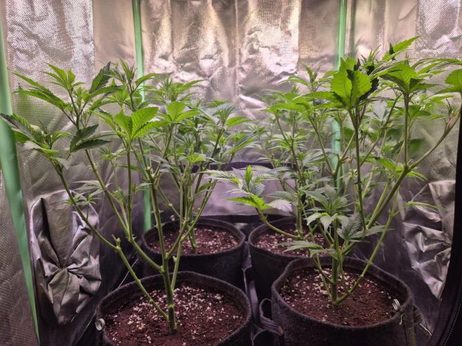 •LEMONITE • CLONES•. Week 6 - D39