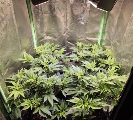 •LEMONITE • CLONES•. Week 6 - D42