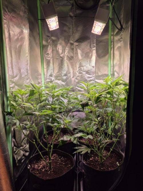 •LEMONITE • CLONES•. Week 6 - D42