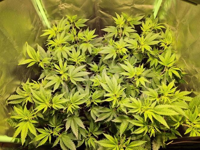 •LEMONITE • CLONES•. Week 6 - D42