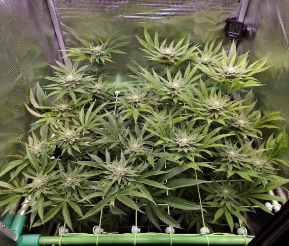 • Lemon Orange •. Week 10 - D70/28F