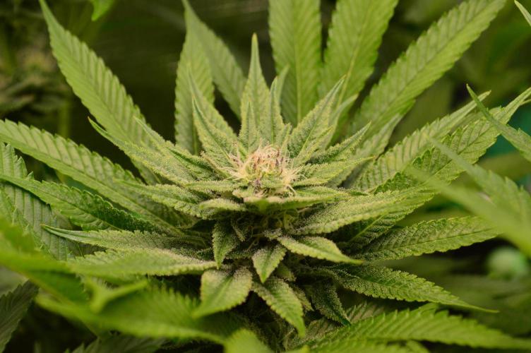 • Lemon Orange •. Week 10 - #2