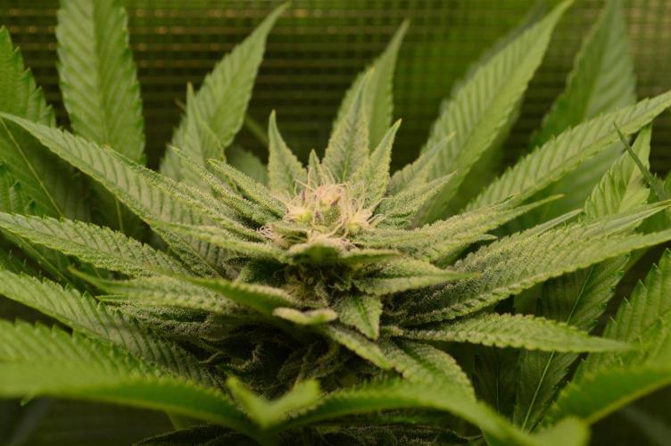 • Lemon Orange •. Week 10 - #2