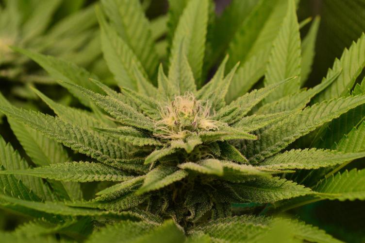 • Lemon Orange •. Week 10 - #2