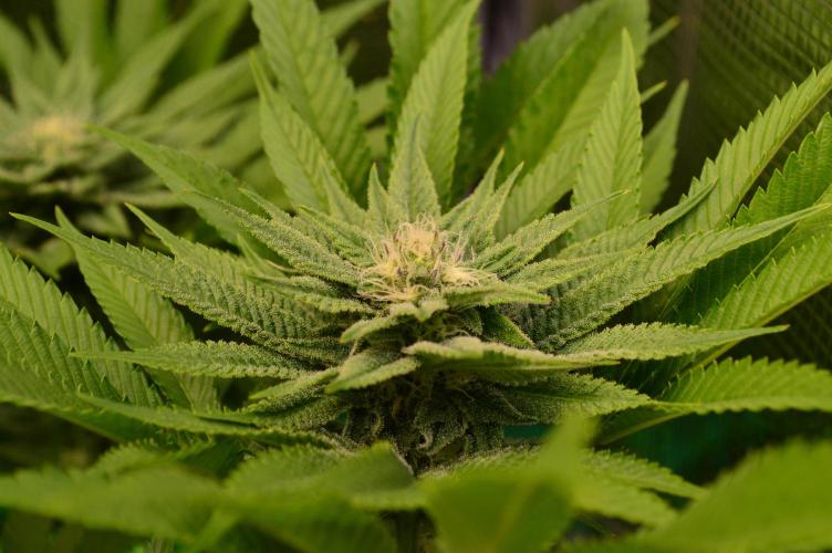 • Lemon Orange •. Week 10 - #2