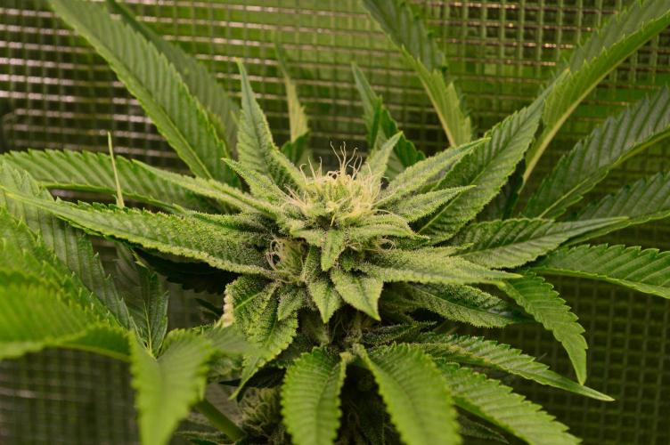 • Lemon Orange •. Week 10 - #1