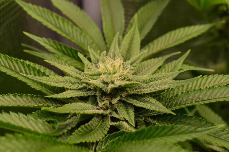 • Lemon Orange •. Week 10 - #1