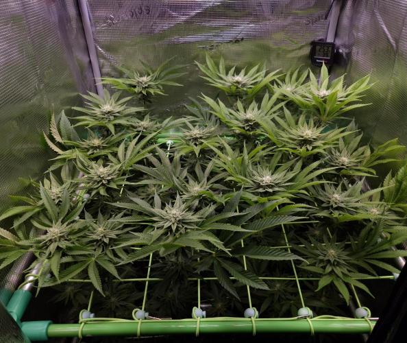 • Lemon Orange •. Week 10