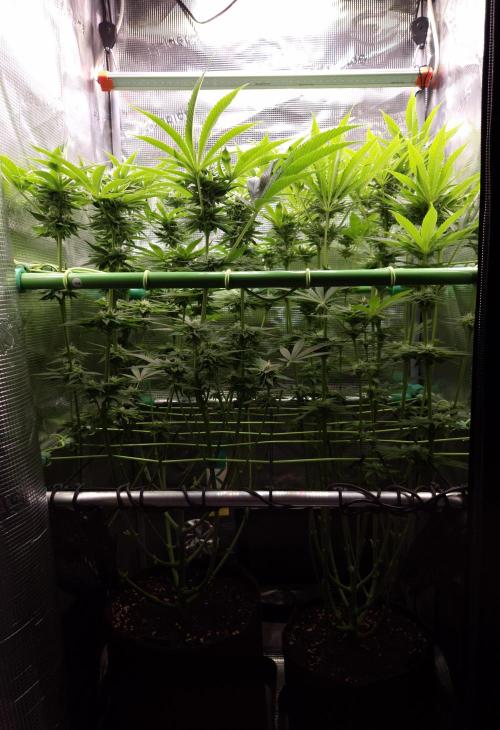 • Lemon Orange •. Week 10