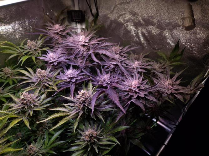 •WC×BBC • Lemonite•. Week 15 - D103/61F