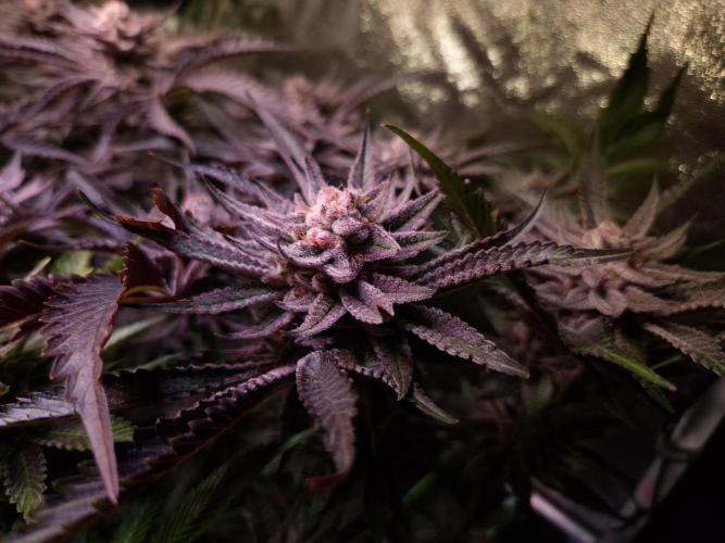 •WC×BBC • Lemonite•. Week 15