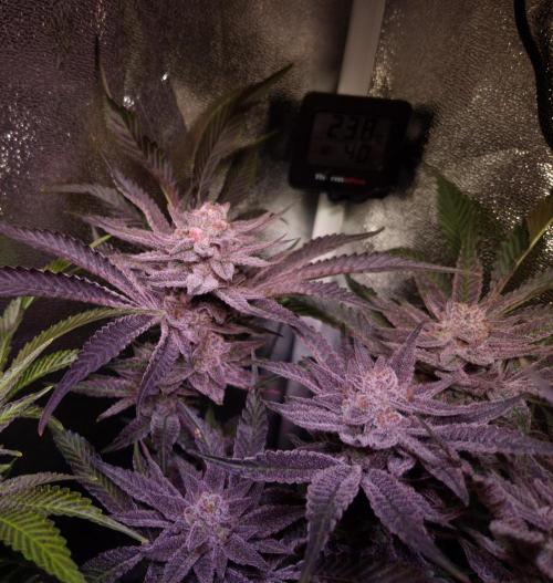 •WC×BBC • Lemonite•. Week 15