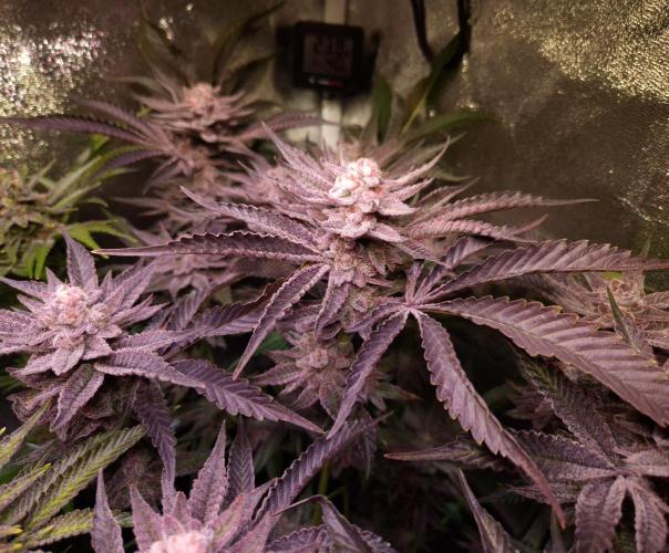 •WC×BBC • Lemonite•. Week 15