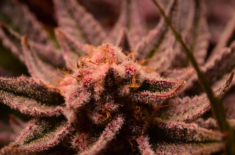 •WC×BBC • Lemonite•. Week 15 - D103/61F