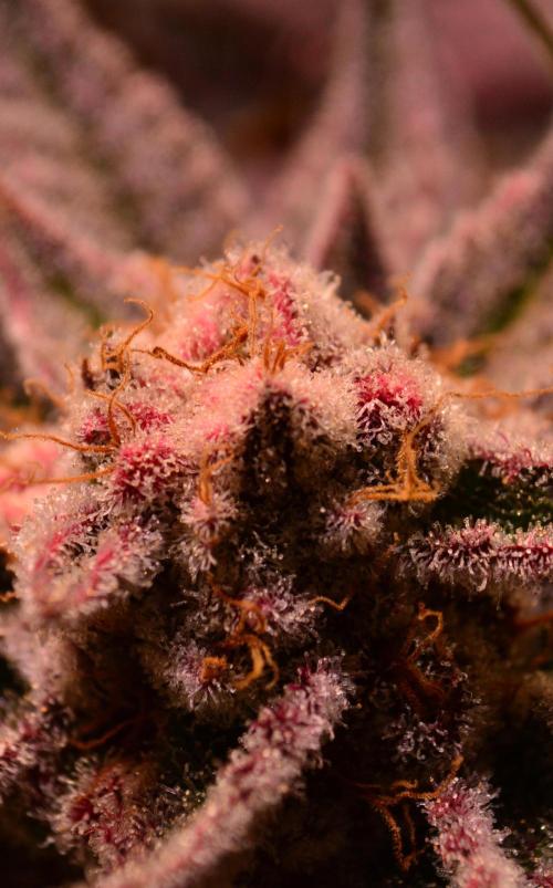 •WC×BBC • Lemonite•. Week 15