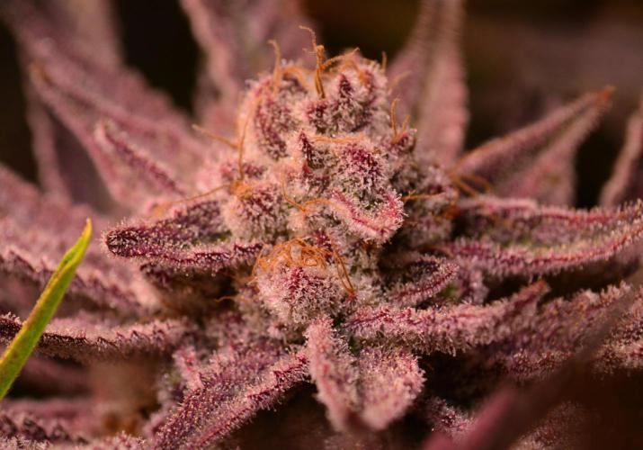 •WC×BBC • Lemonite•. Week 15