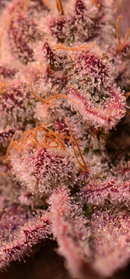 •WC×BBC • Lemonite•. Week 15