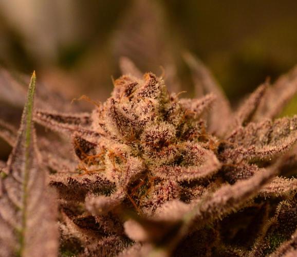 •WC×BBC • Lemonite•. Week 15