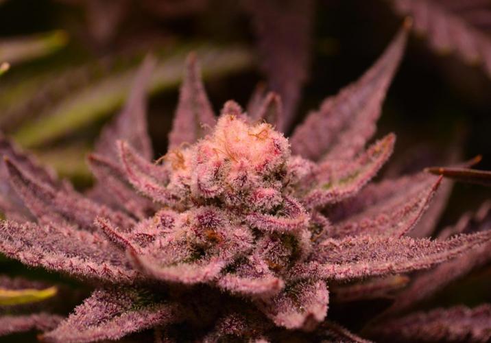 •WC×BBC • Lemonite•. Week 15