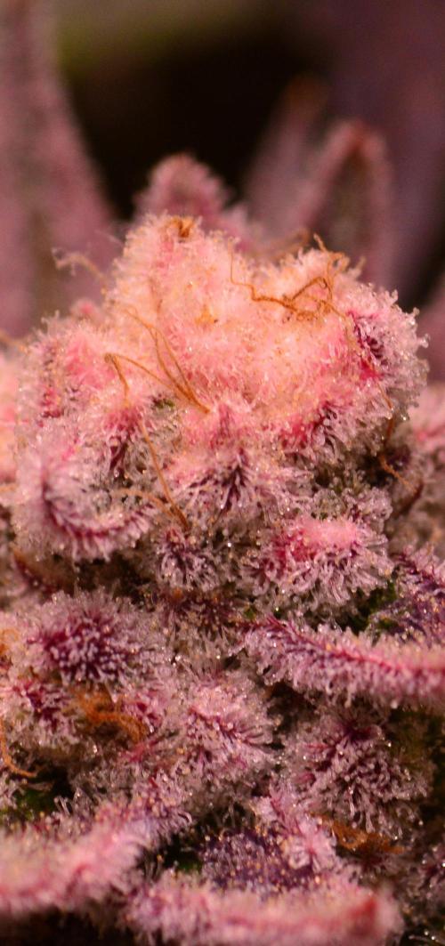 •WC×BBC • Lemonite•. Week 15