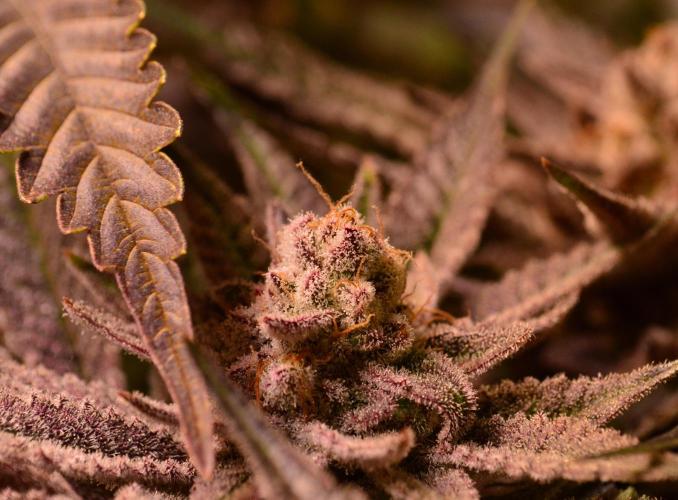 •WC×BBC • Lemonite•. Week 15