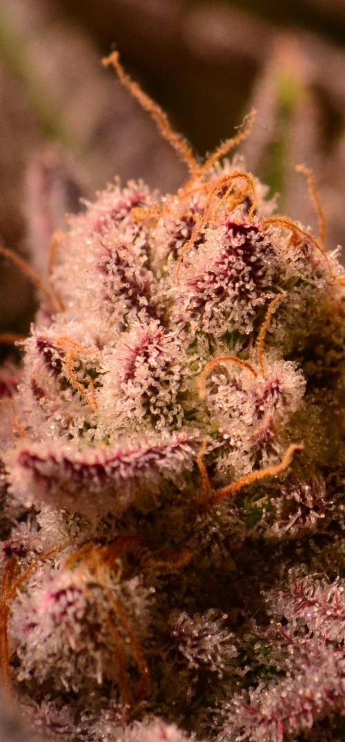 •WC×BBC • Lemonite•. Week 15