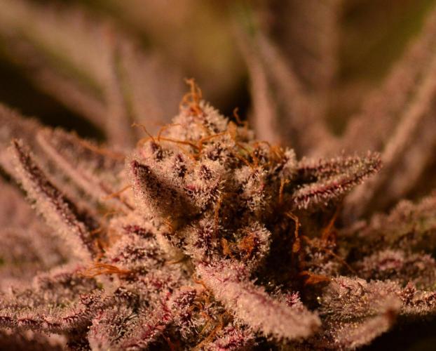 •WC×BBC • Lemonite•. Week 15