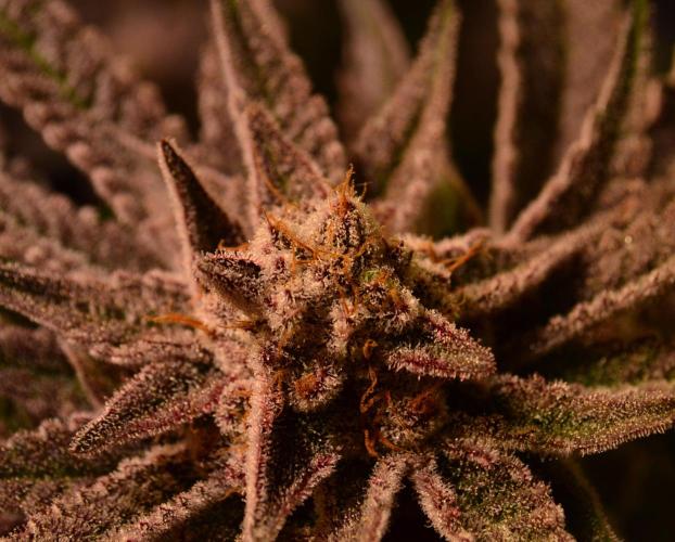 •WC×BBC • Lemonite•. Week 15 - D103/61F