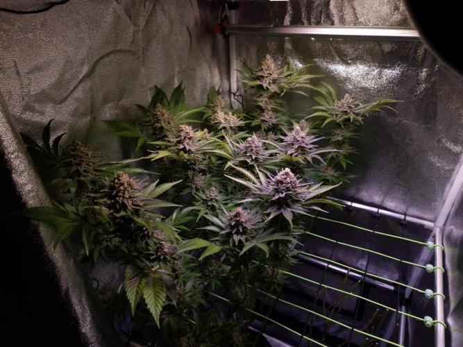 •WC×BBC • Lemonite•. Week 15 - D103/61F