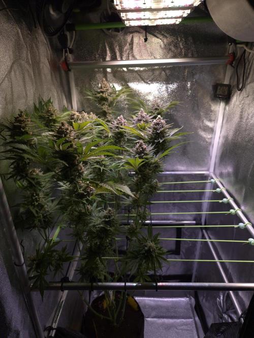 •WC×BBC • Lemonite•. Week 15 - D103/61F