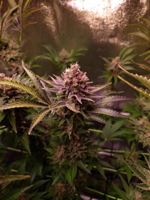 •WC×BBC • Lemonite•. Week 15 - D105/63F